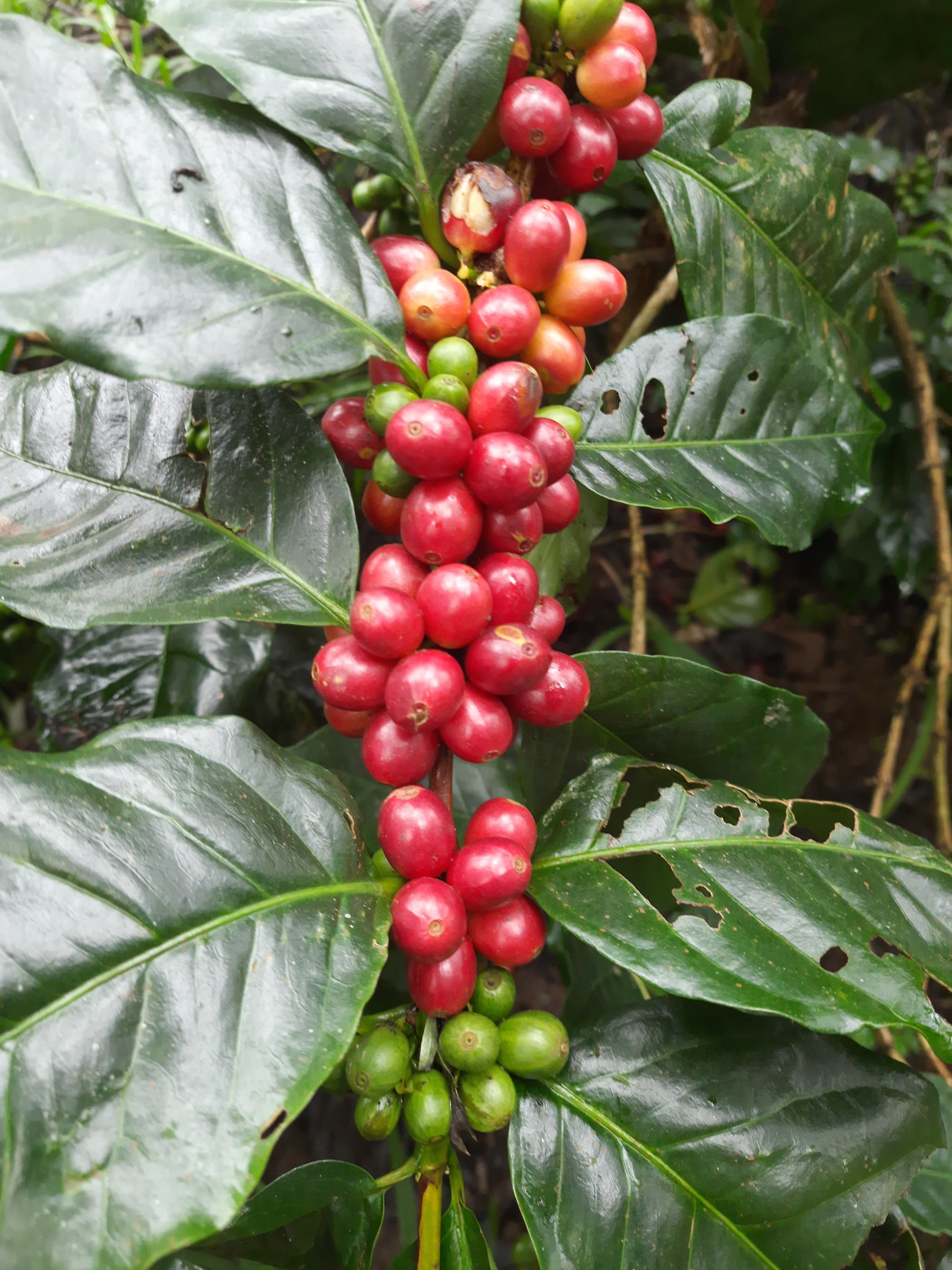 Ripe coffee cherries at peak harvest