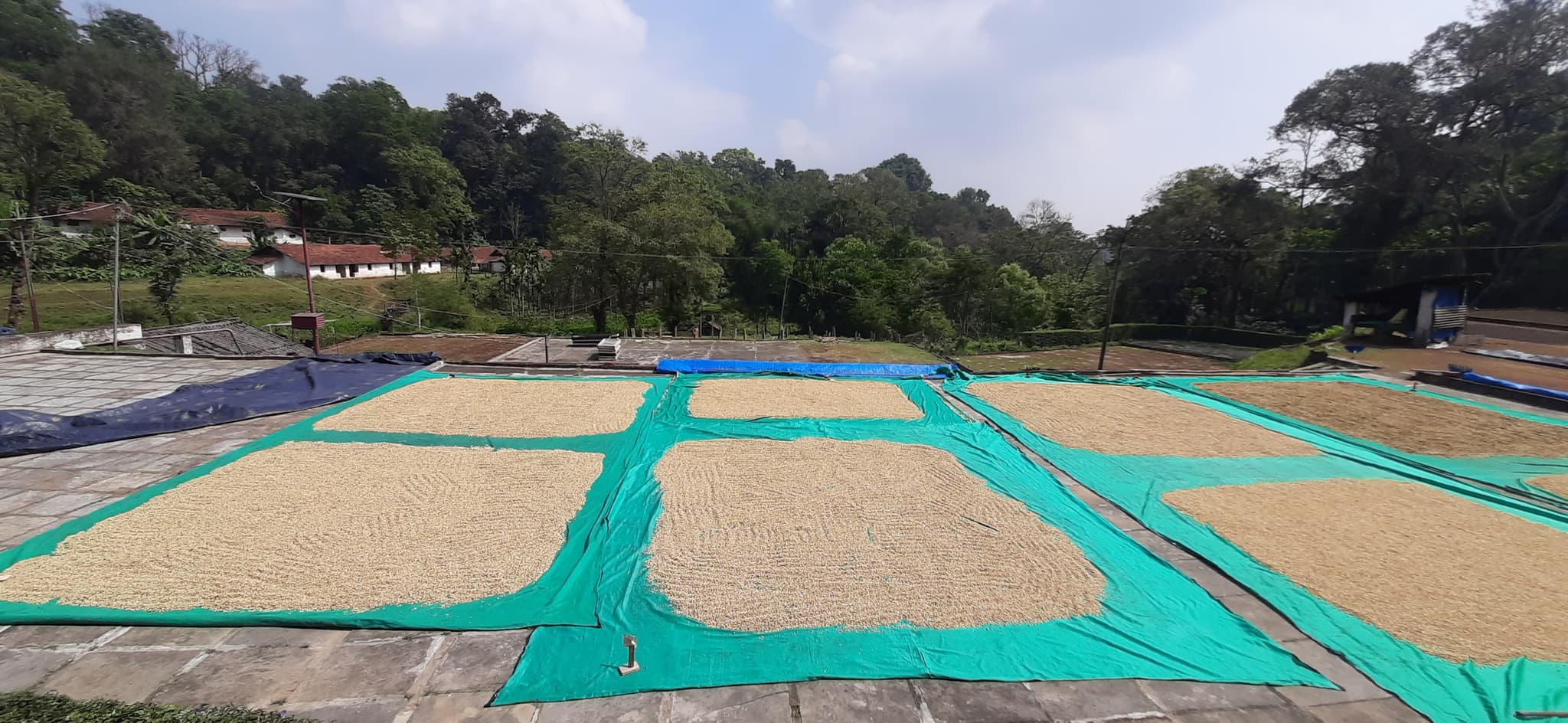Parchment drying at the washing station