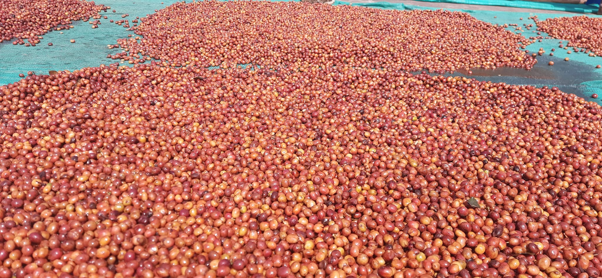 Natural process drying beds