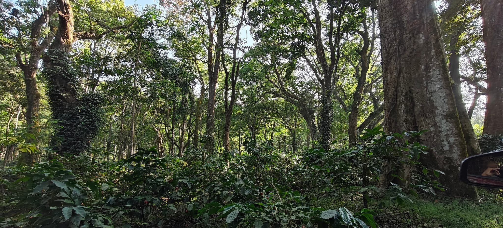 Shade-grown under native canopy