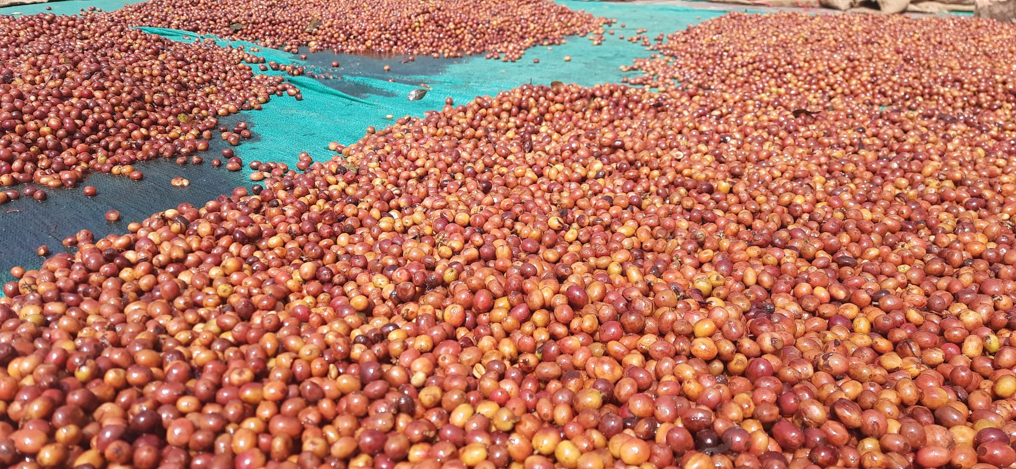 Naturals at the drying beds