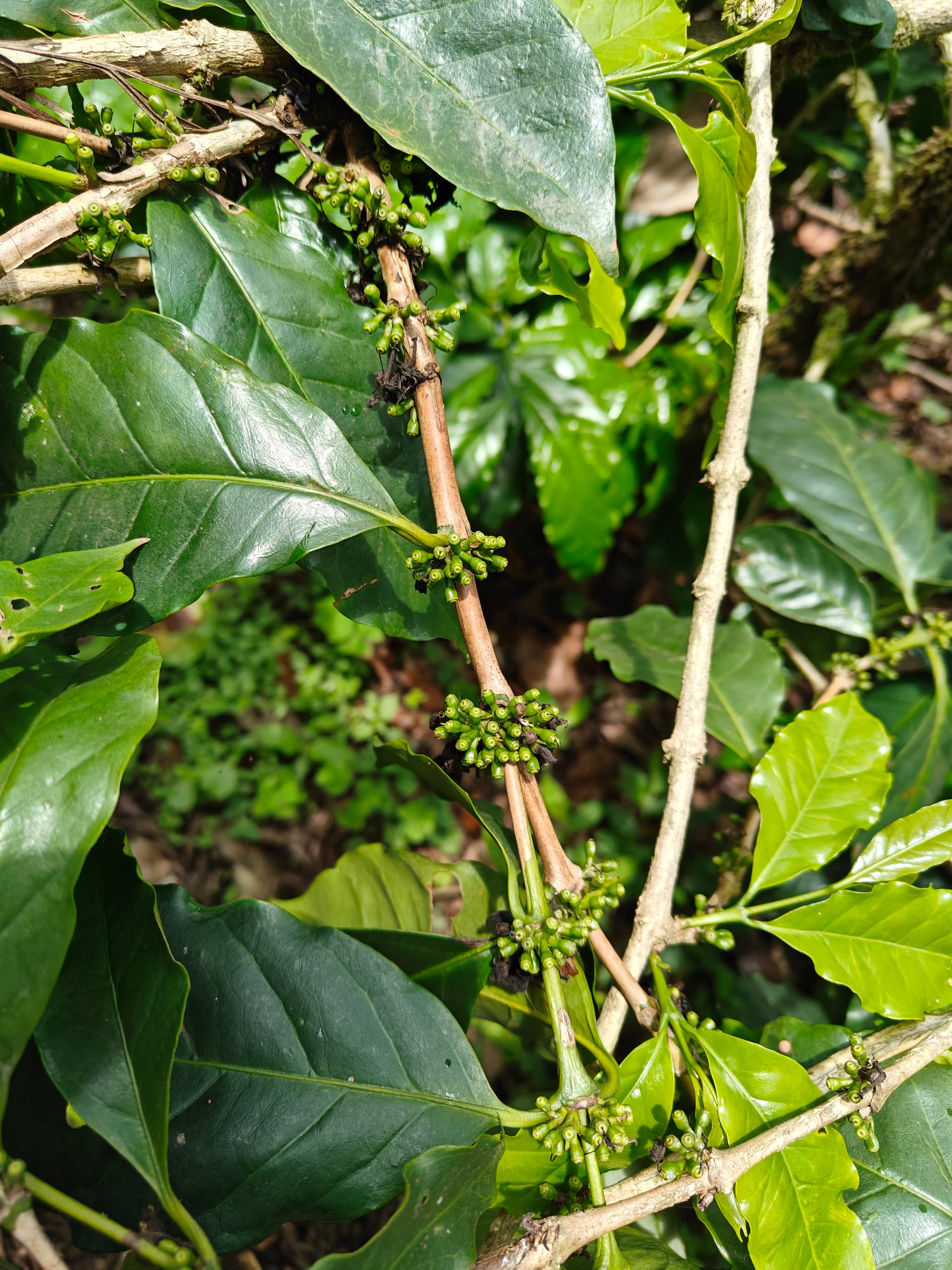 Coffee cherries developing on branch