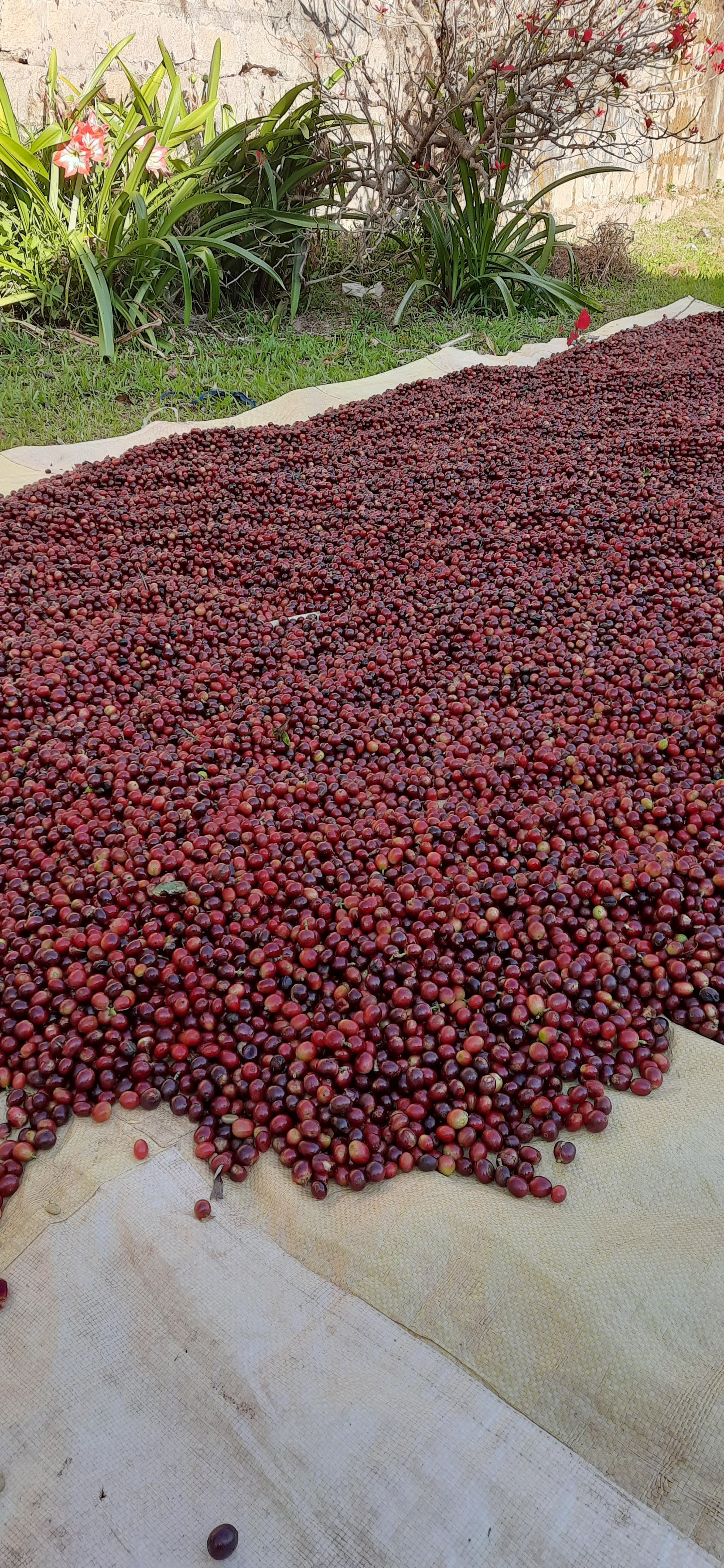 Fresh harvest at the estate