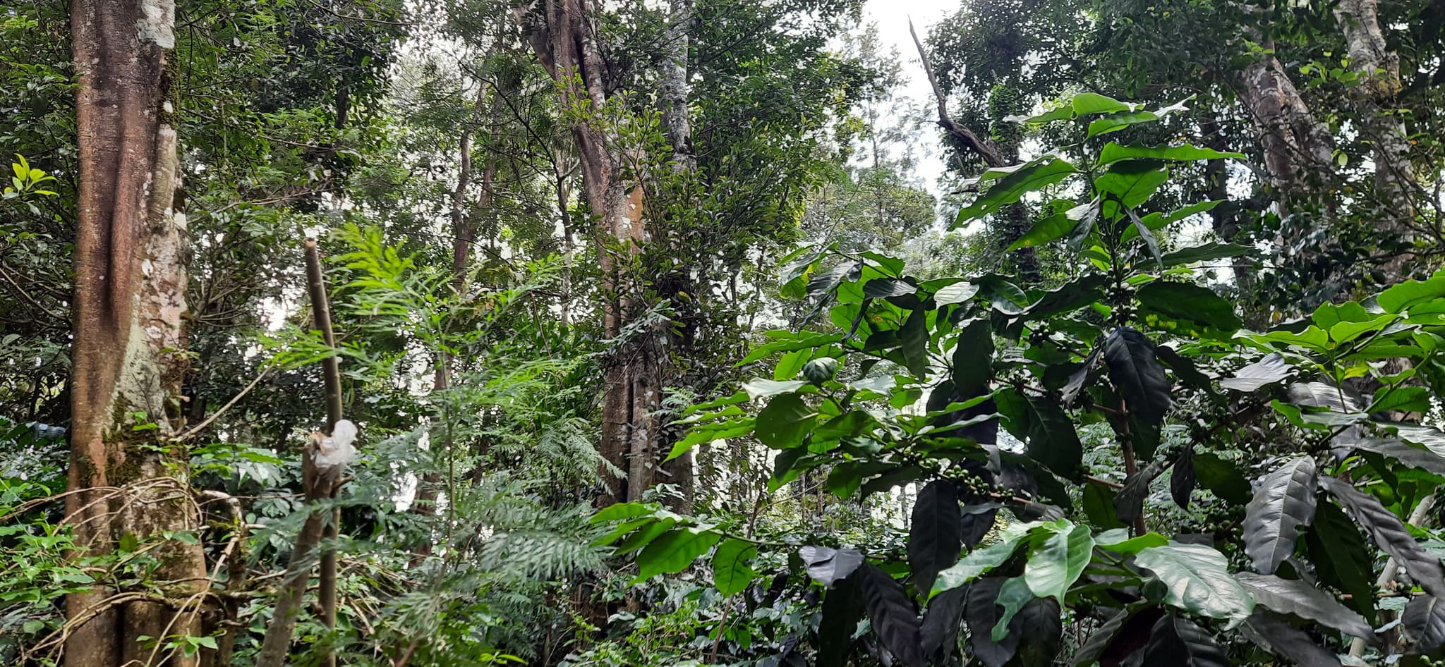 Polyculture in the Western Ghats