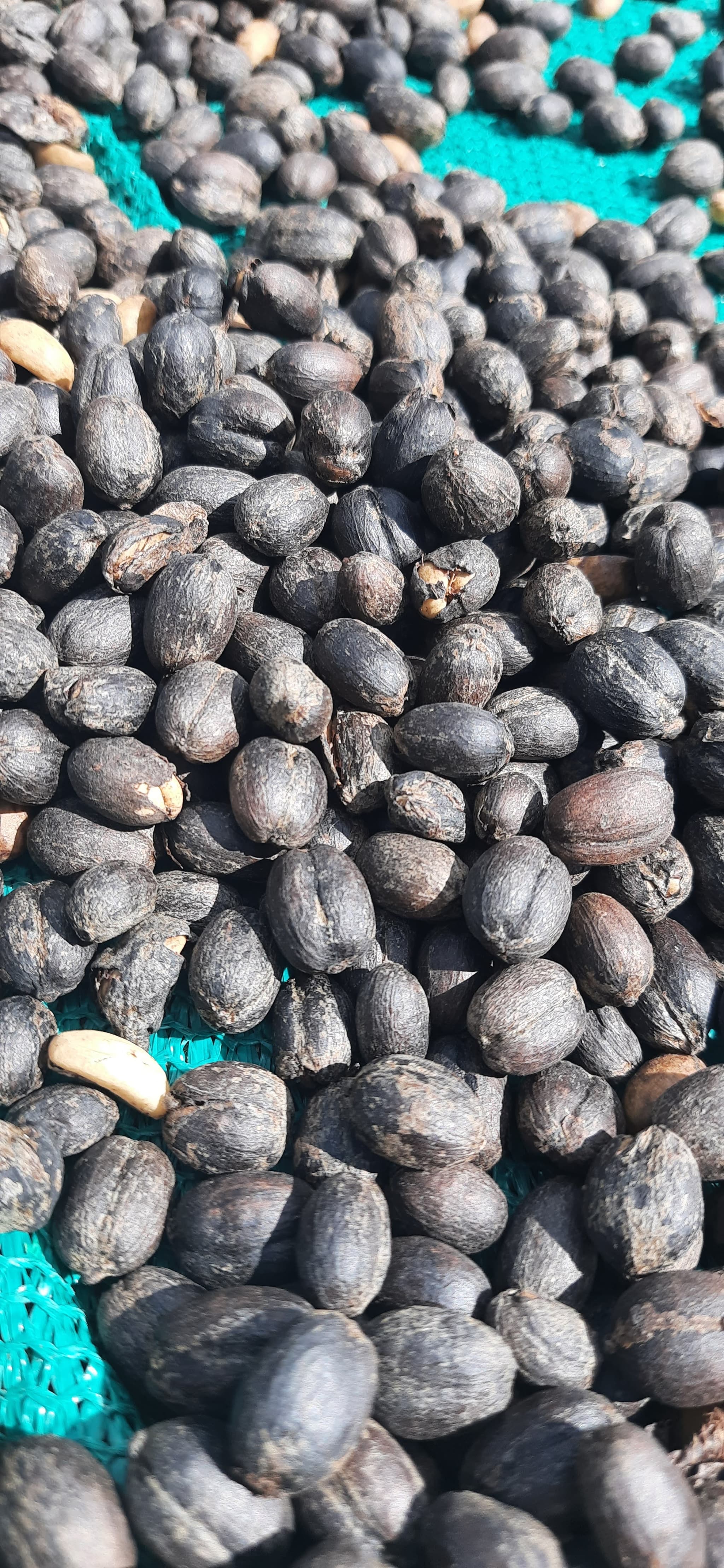 Naturals close-up — black-honey character