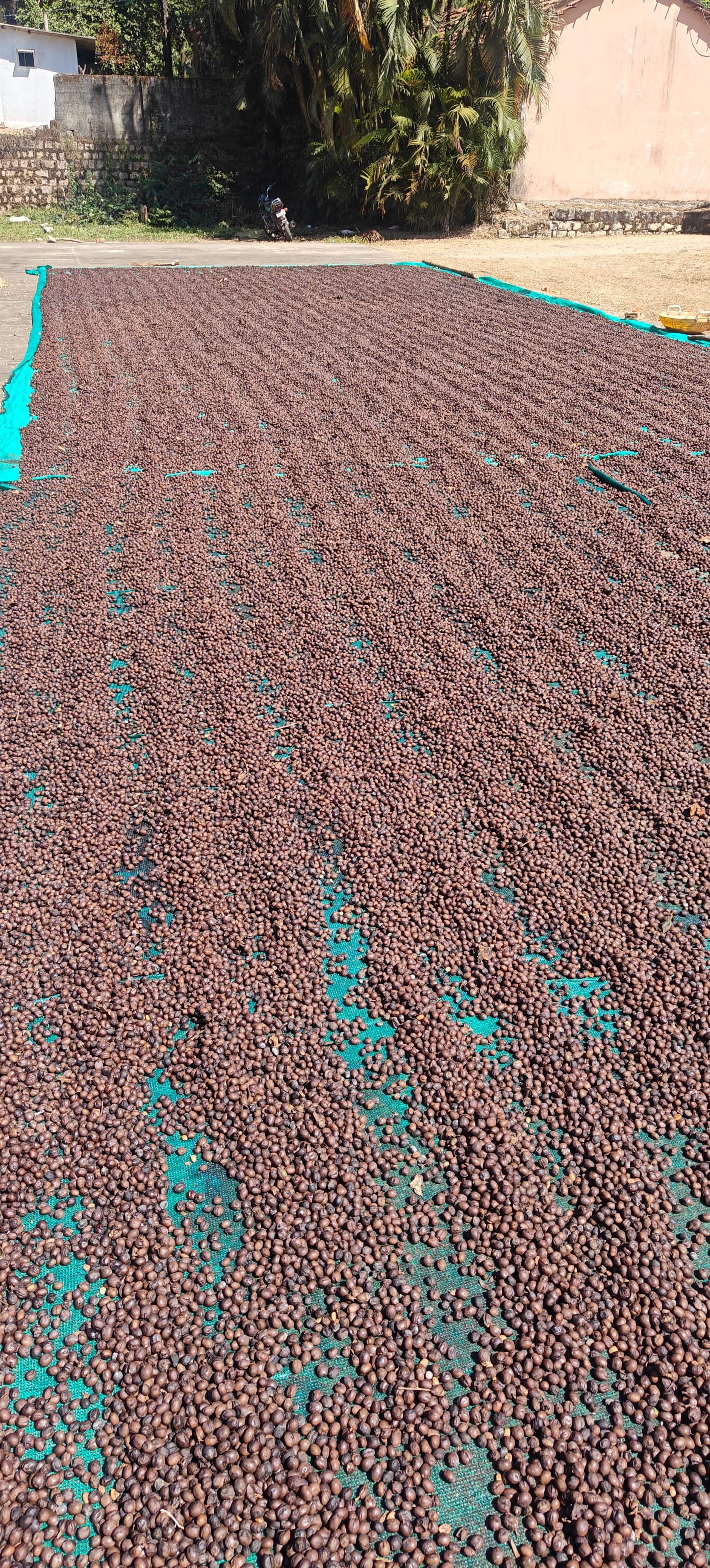 Parchment drying yard at scale